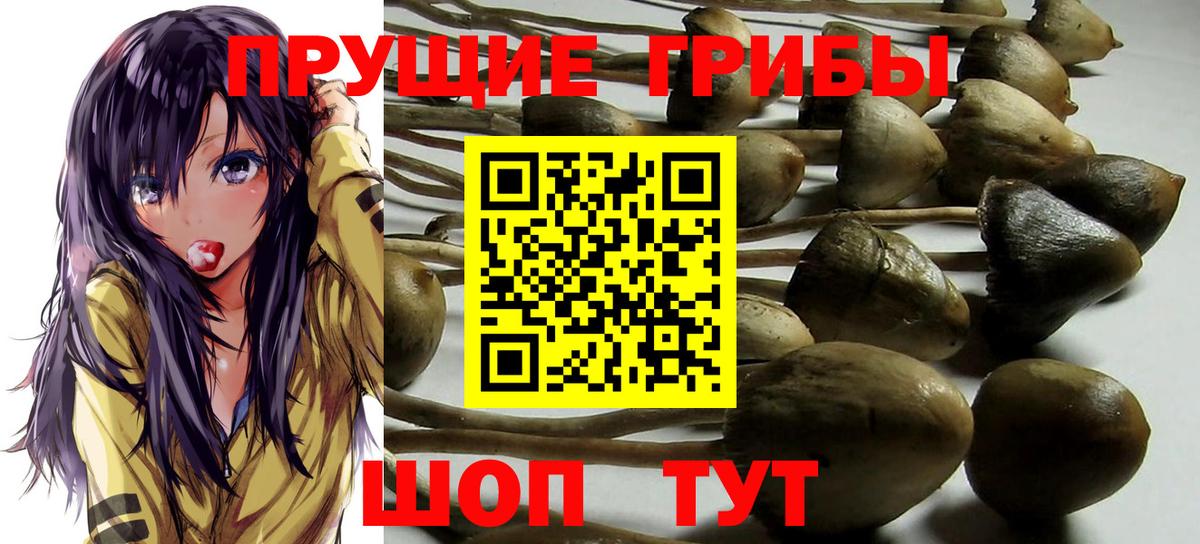 Арсеньев  Псилоцибиновые грибы Cubensis  Вход с VPN 